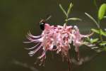 Wild Azalea Canyons