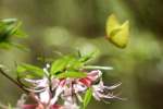 Wild Azalea Canyons