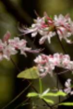 Wild Azalea Canyons