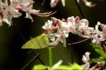 Wild Azalea Canyons