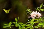 Wild Azalea Canyons