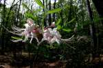 Wild Azalea Canyons