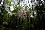 Wild Azalea Canyons