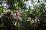 Wild Azalea Canyons