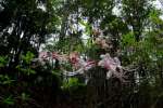 Wild Azalea Canyons