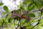 Wild Azalea Canyons