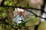 Wild Azalea Canyons