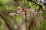 Wild Azalea Canyons