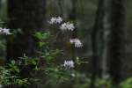 Wild Azalea Canyons