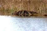 Beaver Lodge