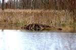 Beaver Lodge