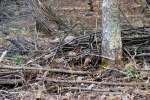Beaver Lodge