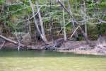 Beaver Lodge