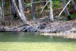 Beaver Lodge