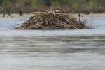 Beaver Lodge