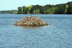 Beaver Lodge