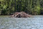 Beaver Lodge