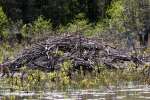 Beaver Lodge