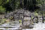 Beaver Lodge