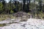 Beaver Lodge