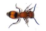 Velvet Ant