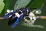 Mason Wasp