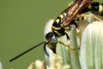 Five-banded Tiphiid Wasp