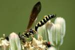 Five-banded Tiphiid Wasp