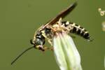 Five-banded Tiphiid Wasp