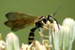 Five-banded Tiphiid Wasp