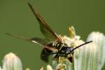 Five-banded Tiphiid Wasp