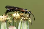 Five-banded Tiphiid Wasp