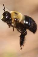 Eastern Carpenter Bee