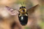 Eastern Carpenter Bee