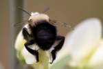 Unidentified Bees and Wasps