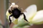 Unidentified Bees and Wasps