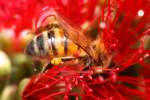 Unidentified Bees and Wasps