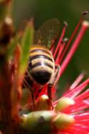 Unidentified Bees and Wasps