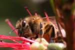 Unidentified Bees and Wasps