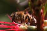 Unidentified Bees and Wasps