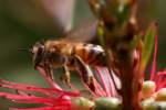 Unidentified Bees and Wasps