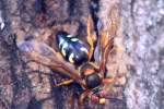 Circada Killer Wasp