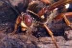 Circada Killer Wasp