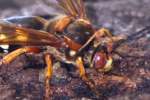 Circada Killer Wasp