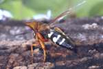 Circada Killer Wasp