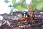 Circada Killer Wasp