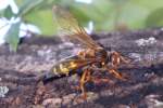 Circada Killer Wasp