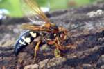 Circada Killer Wasp