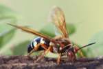 Circada Killer Wasp