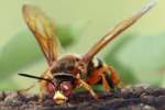 Circada Killer Wasp